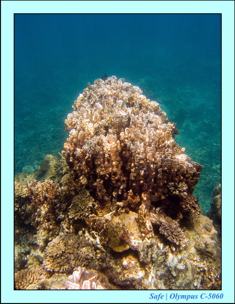 2006 - 07 - Perhentian - Plongee 51